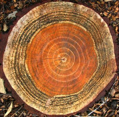 The top of a tree stump