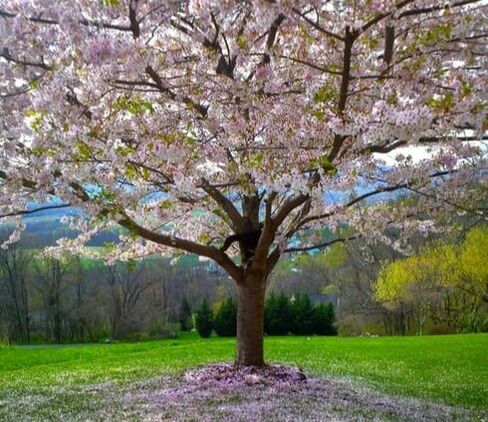 A flowering tree
