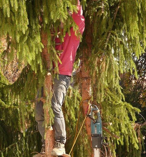 Tree surgeon pruning a tree