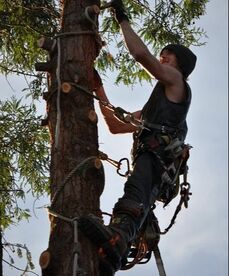 Man climbing a tree and trimming branches
