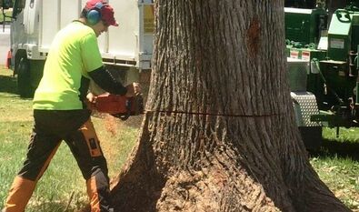 Sawyer cutting down a tree