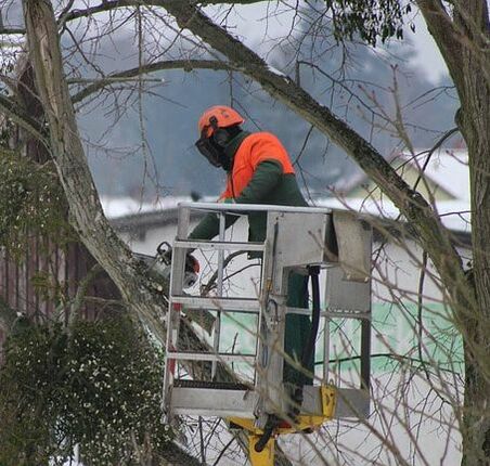 Emergency tree specialist trimming a tree in a crane
