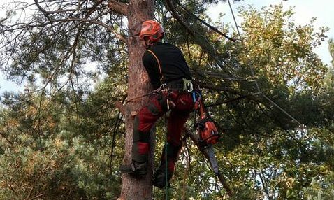 A tree specialist climbing a tree