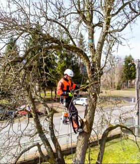 Man climbing a tree and cutting down branches