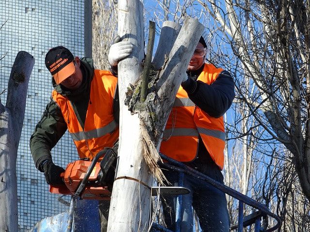 Workers cutting down a tree