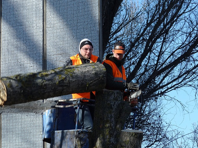 Men cutting a tree apart